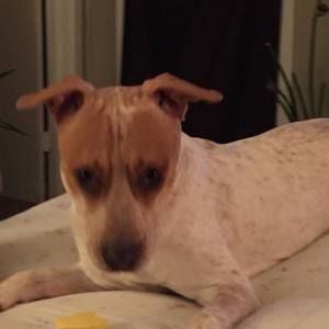 Meet your Posher, Rodney